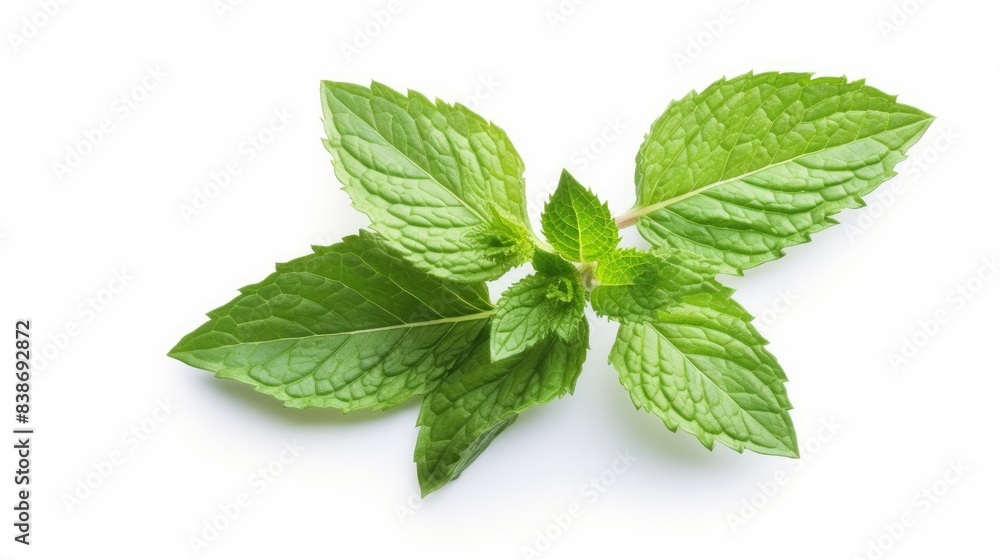 mint leaf Isolated on white background mint leaf Isolated on white background