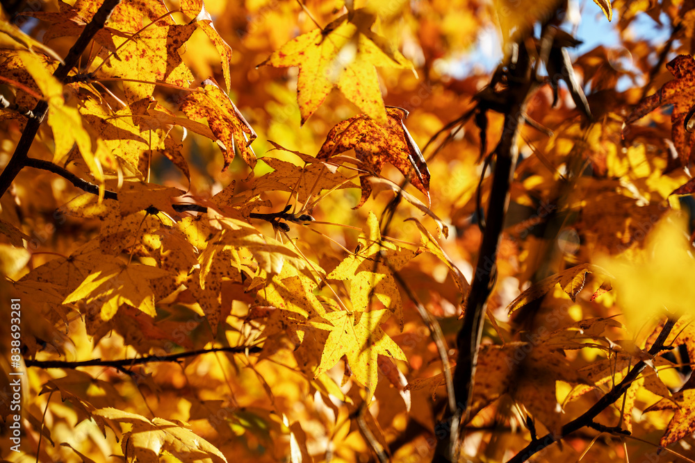 set of autumn leaves set of autumn leaves