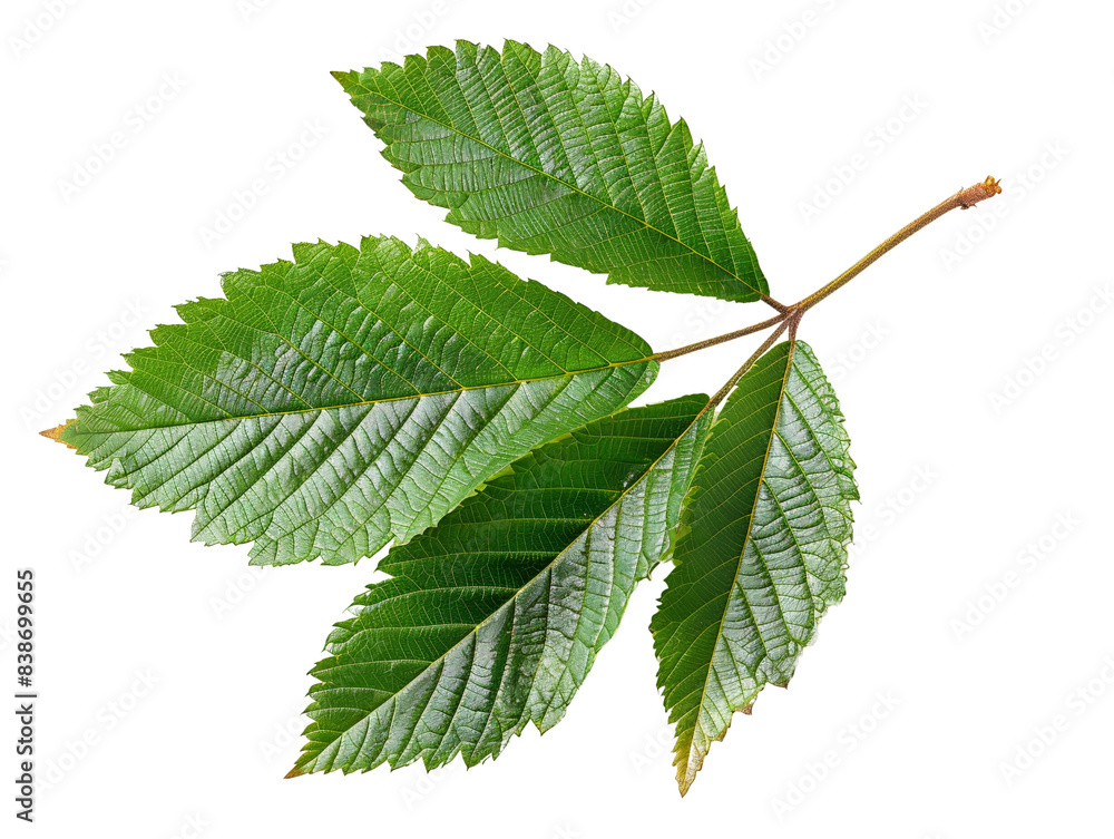 Fototapeta premium Close-up image of a vibrant green leaf with multiple blades, isolated on a white background, showcasing natural texture and detail.