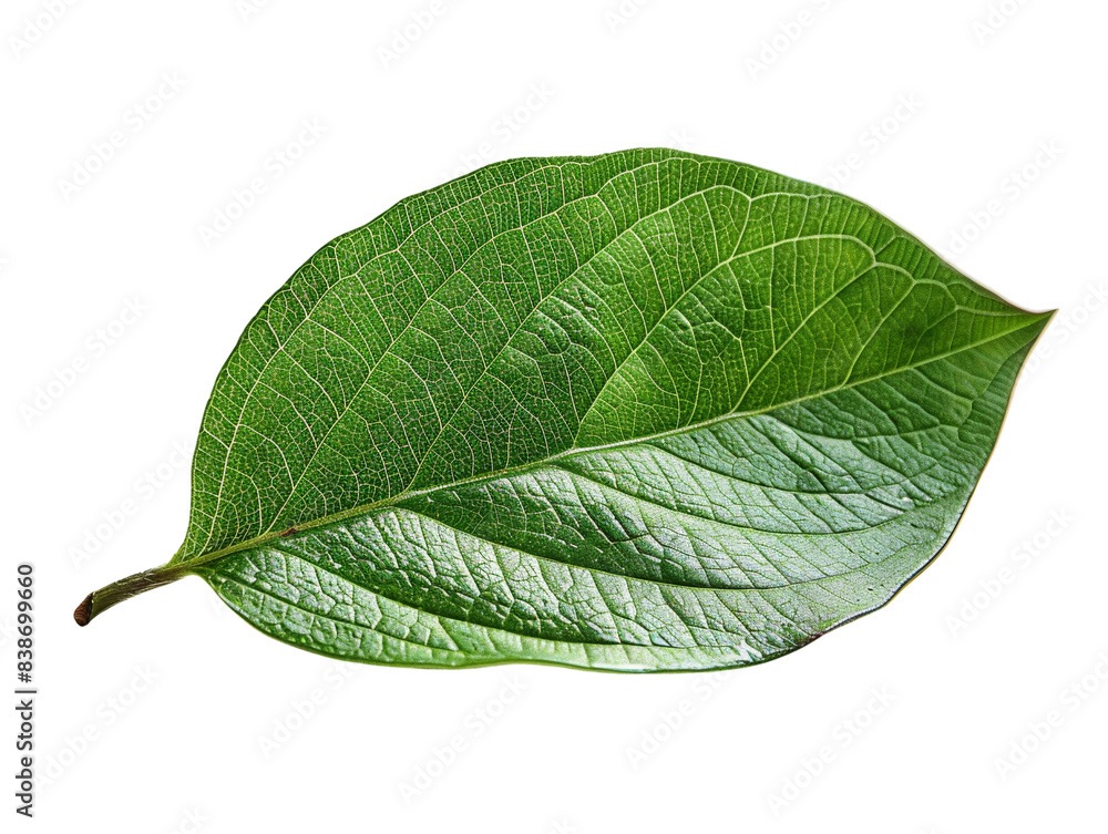 Close-up image of a vibrant green leaf with detailed texture and veins, isolated on a white background. Perfect for nature and botanical themes. Close-up image of a vibrant green leaf with detailed texture and veins, isolated on a white background. Perfect for nature and botanical themes.