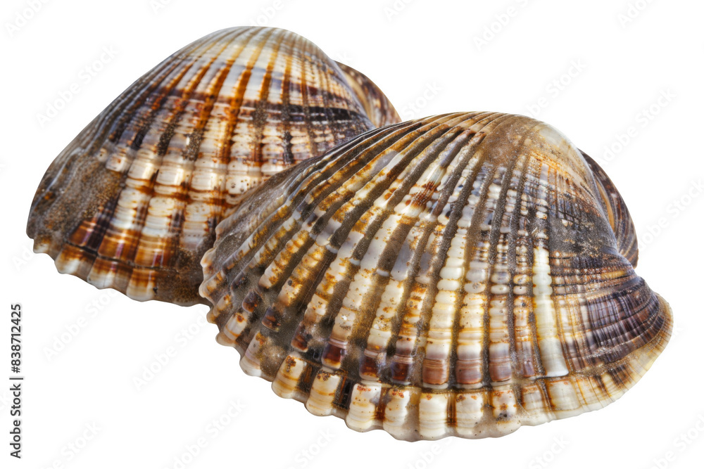 Two shells with a brown and white pattern Two shells with a brown and white pattern
