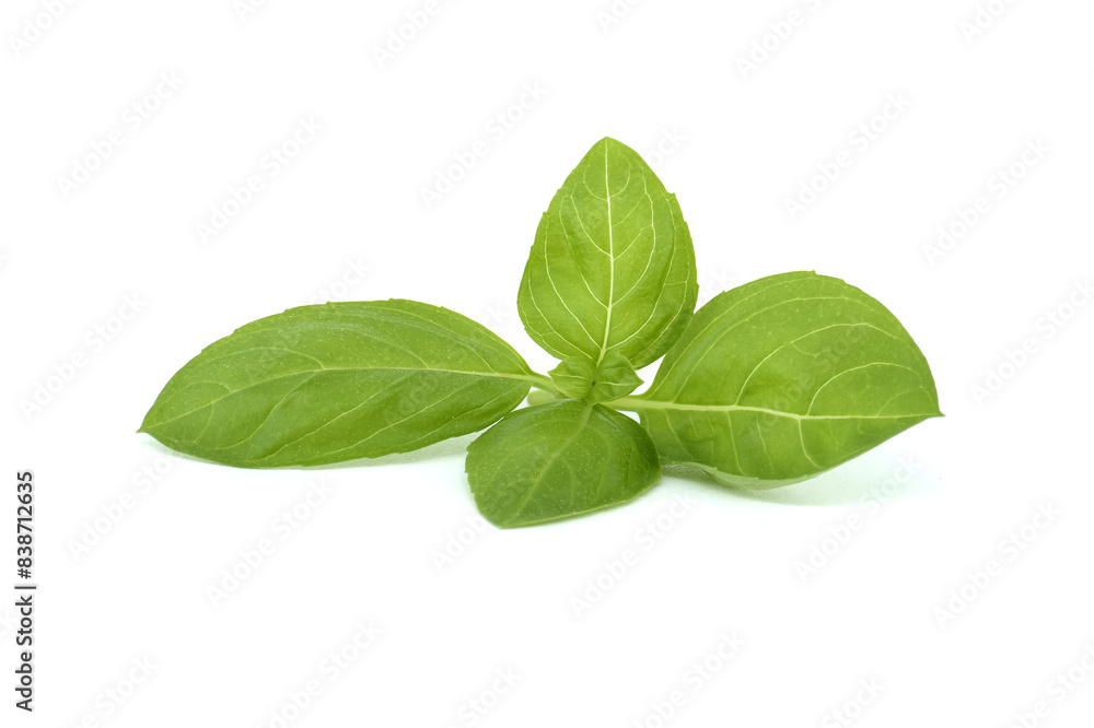 Basil (Ocimum basilicum) on white background Basil (Ocimum basilicum) on white background