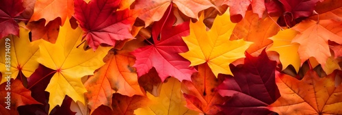 Vibrant Autumn Leaves Showcasing the Beauty of Seasonal Change