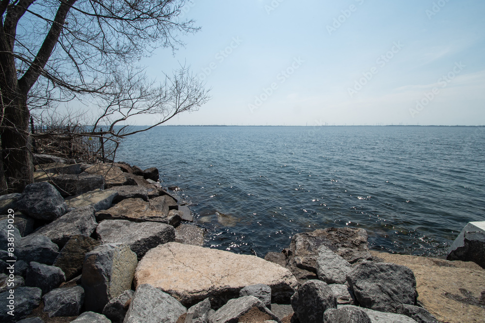 Fototapeta premium tree on the shore