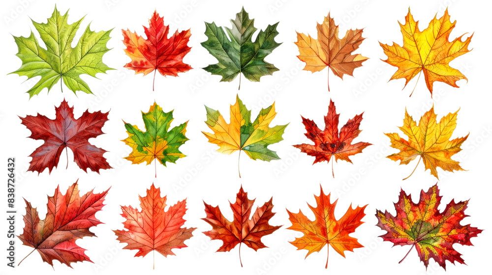 Detailed watercolor depictions of autumn leaves in green, yellow, red, and orange tones Detailed watercolor depictions of autumn leaves in green, yellow, red, and orange tones