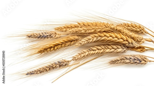 Ears of wheat isolated on white background.
