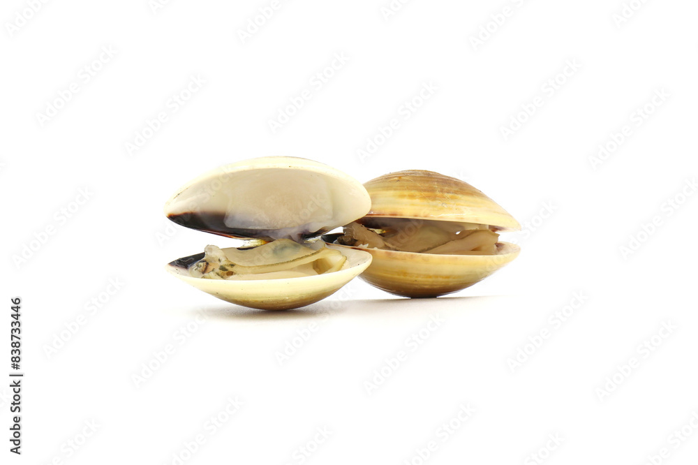 Closed up fresh baby clams, venus shell, shellfish, carpet clams, short necked clams, as raw food from the sea are the seafood ingredients. fresh clams isolated on white background. Closed up fresh baby clams, venus shell, shellfish, carpet clams, short necked clams, as raw food from the sea are the seafood ingredients. fresh clams isolated on white background.