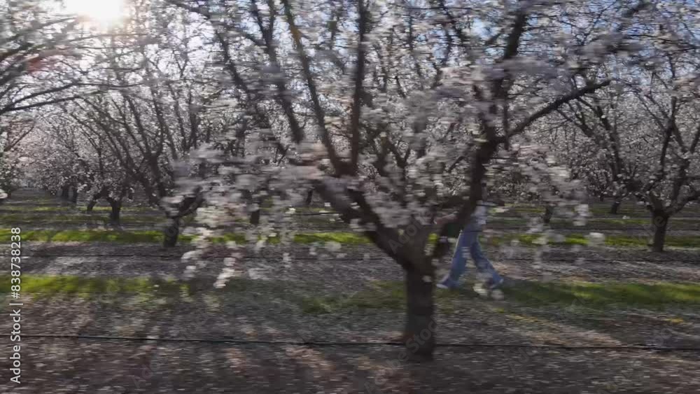 Woman walking among rows of blooming almond trees on spring sunny day Woman walking among rows of blooming almond trees on spring sunny day