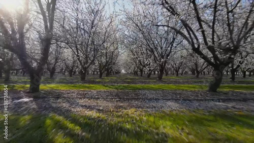 Rows of rows of blooming almond trees on spring sunny day in Modesto, California
