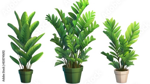 ZZ Plant in beautiful pot  indoor  isolate photo stock  white background  no shadow  no logo