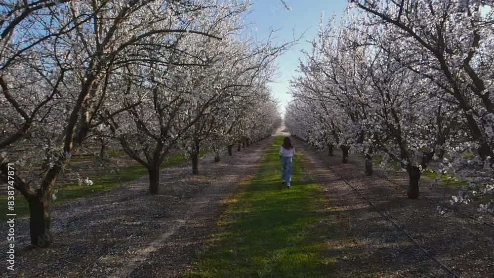 Slow motion of woman running among blooming almond trees on spring sunny day Slow motion of woman running among blooming almond trees on spring sunny day