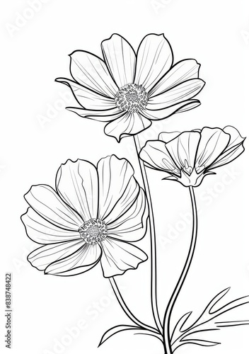 This is a simple  easy-to-color outline of a cosmos flower. It would be a great activity for kids who are learning to color. It would also be a fun way to introduce them to the beauty of nature.