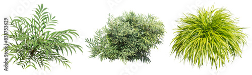 マホニアコンフーサ、フウチソウ切り抜きセット透過PNG背景白