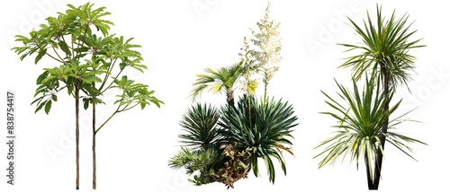 コルディリネオーストラリス切り抜き植物透過PNG背景白