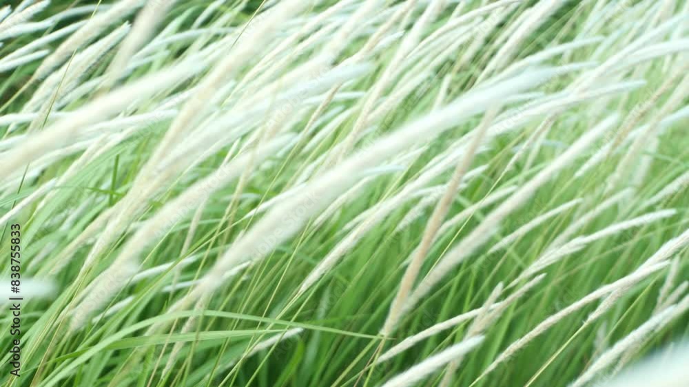 White cattail flowers bloom and flutter in the breeze. White cattail flowers bloom and flutter in the breeze.