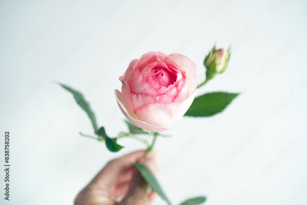 手持ちのピンクローズ_2