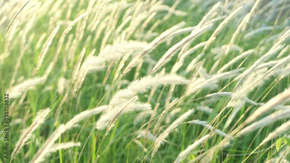 White cattail flowers bloom and flutter in the breeze. White cattail flowers bloom and flutter in the breeze.