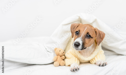 Jack russell terrier puppy  wearing warm sweater lies with bear under warm blanket on the bed at home before bedtime. Empty space for text