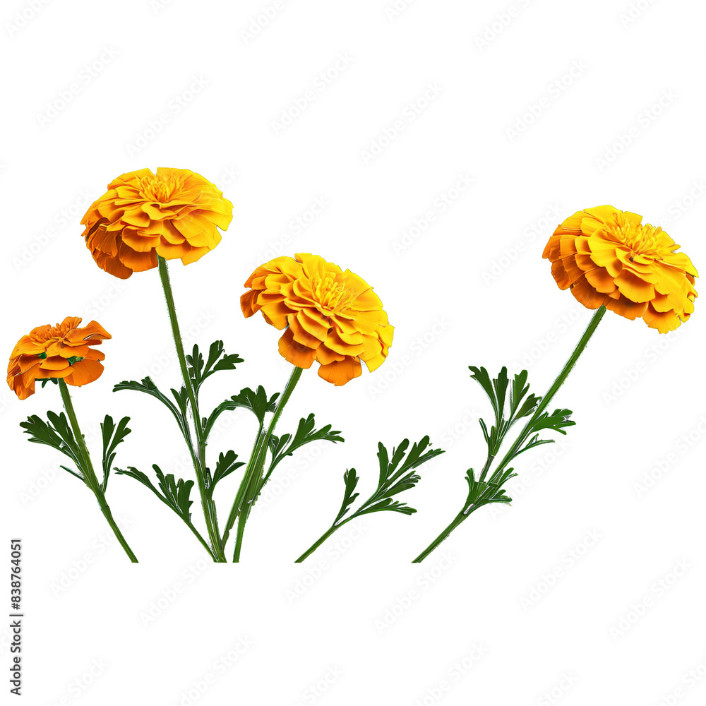 Obraz premium Marigold Tagetes spp with cheerful rounded flowers in golden yellow or orange hues bringing a
