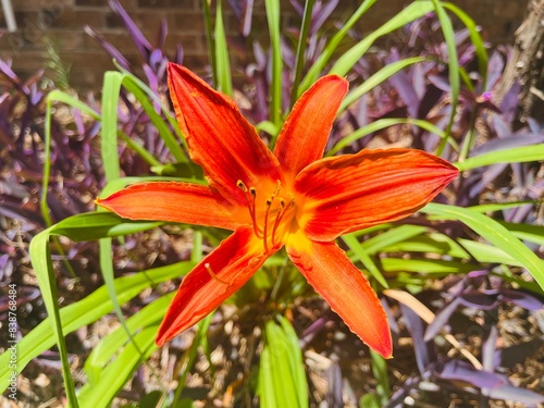 orange lily flower