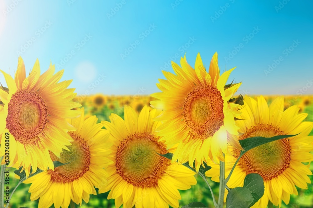 Fototapeta premium Sunflower flower on big agriculture field