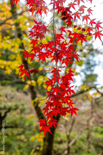 Colorful Red Autumn Leaves Garden Heian Shinto Shrine Kyoto Japan