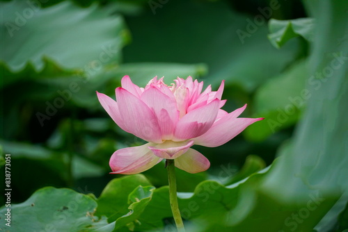 Lotus blooming on the lake surface - Nelumbo nucifera