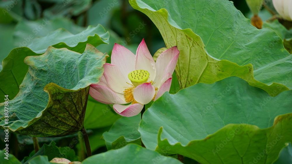 Αυτοκόλλητο Lotus blooming on the lake surface - Nelumbo nucifera