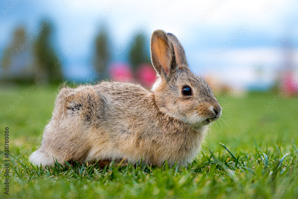 Fototapeta premium rabbit in the grass