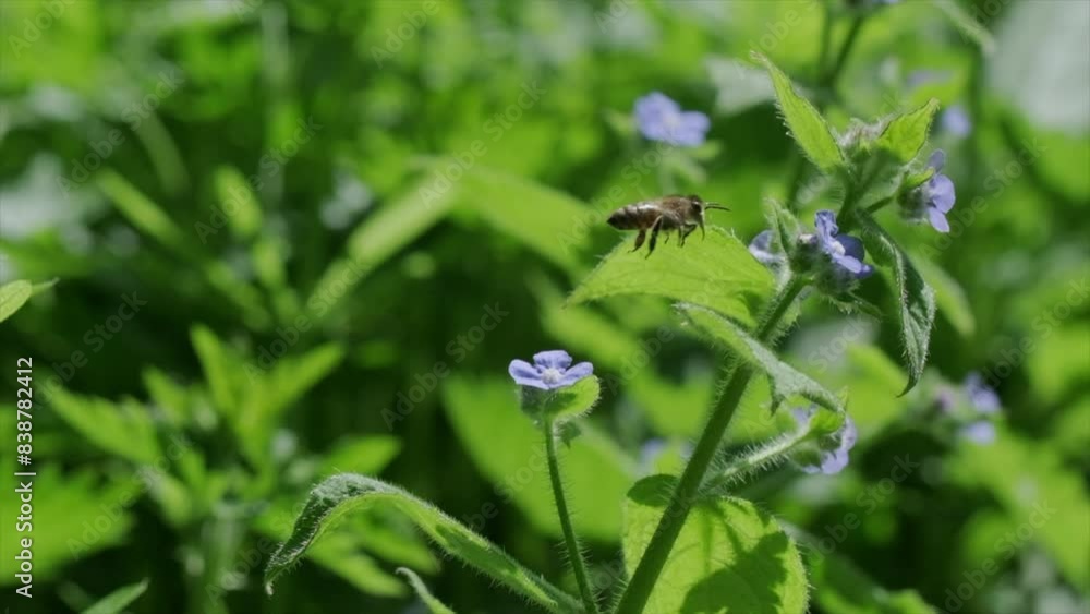 Small honey bee flying around blue flowers in slow motion Small honey bee flying around blue flowers in slow motion