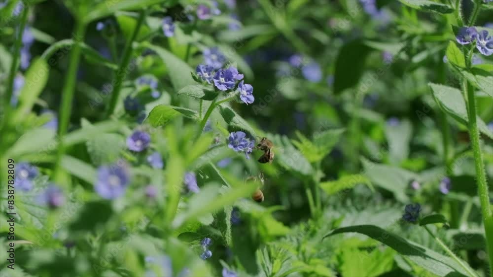 Honey bees territorially fighting for space in slow motion Honey bees territorially fighting for space in slow motion