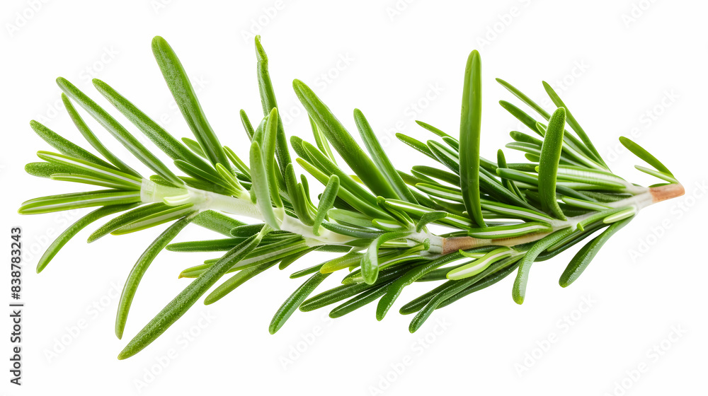 Fototapeta premium Fresh rosemary sprig isolated on white background. Aromatic herb used in cooking and for herbal remedies. Perfect for culinary and medicinal uses.