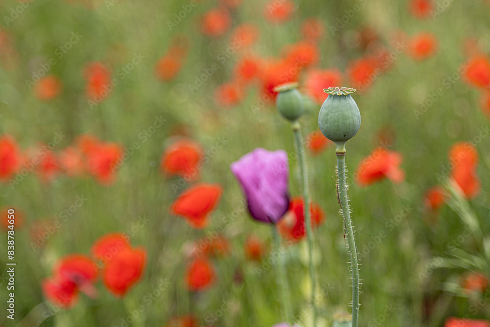 Obraz premium Close-up of poppy (papaver) capsules in front of purple and red poppy blossoms