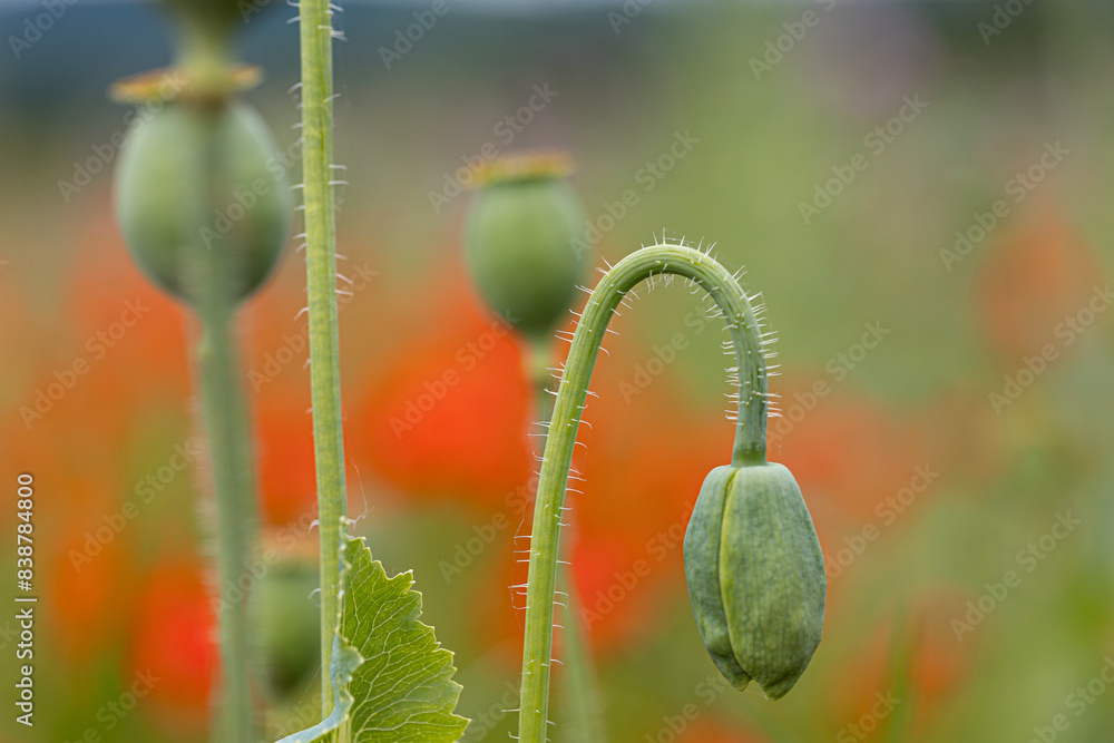 Close-up of a poppy (papaver) bud in front of poppy capsules Close-up of a poppy (papaver) bud in front of poppy capsules