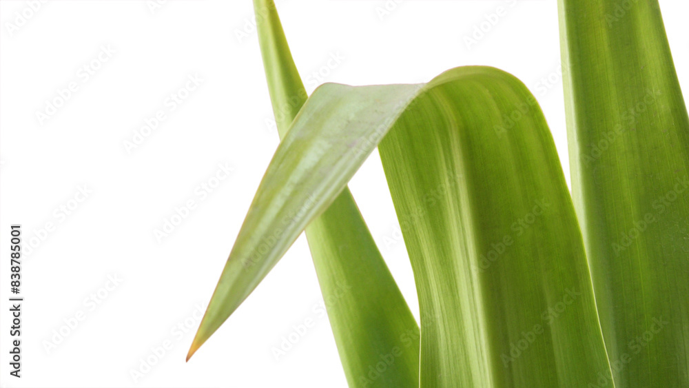Obraz premium Closeup of green leaves of garden plant on white background