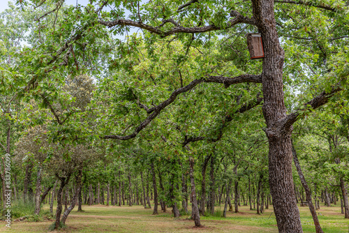 Pyrenean oak and nest box in spring. Quercus pyrenaica. Mount San Isidro, Leon, Spain.