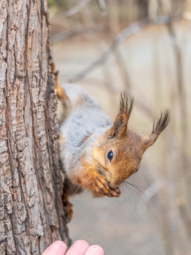 Fototapeta premium Squirrel eats a nut while sitting upside down on a tree trunk