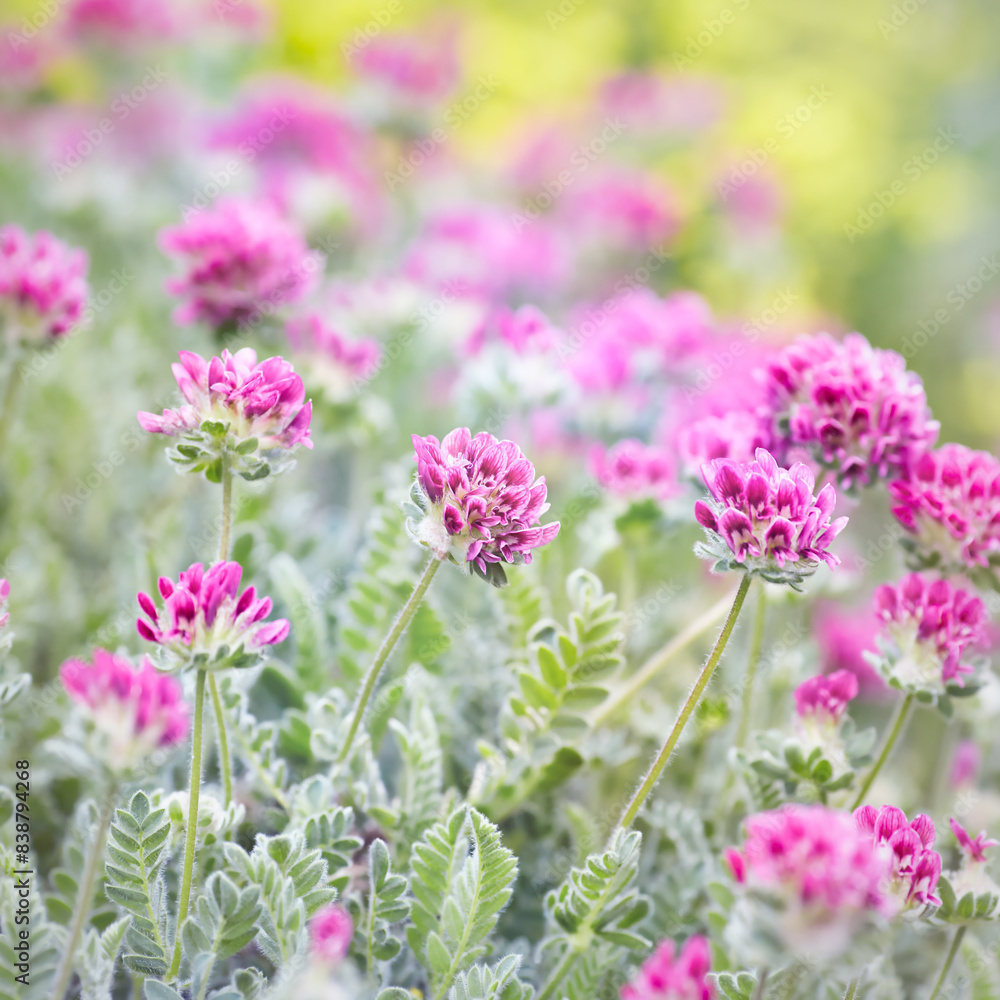 Nature background with spring flowers. Selective and soft focus. Close up.