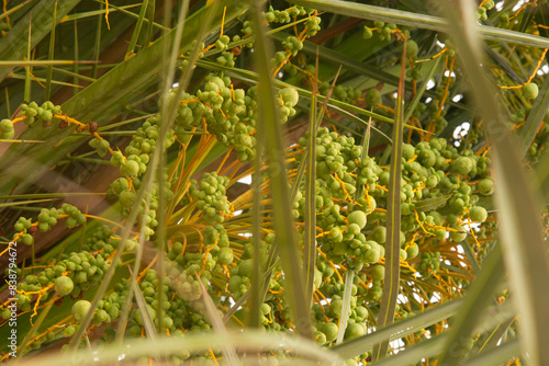 Photography Date palm in Ras Al Khaimah, United Arab Emirates