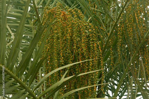 Date palm in Ras Al Khaimah, United Arab Emirates photo