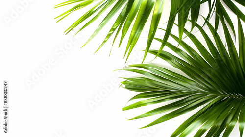 Bright green palm leaves with a white background  ideal for tropical and nature-themed designs and backgrounds.