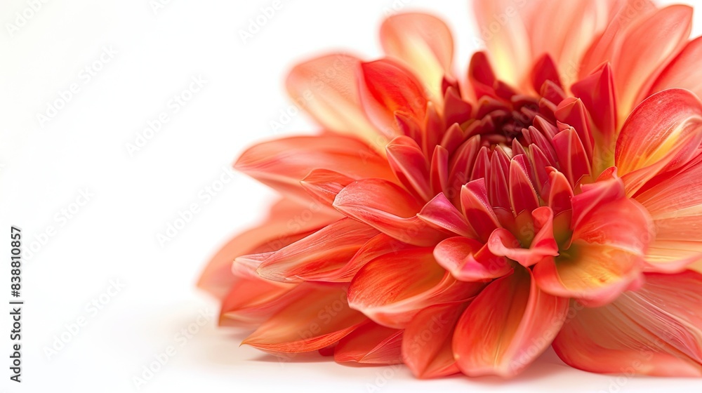 Obraz premium Close-up of a vibrant red flower.
