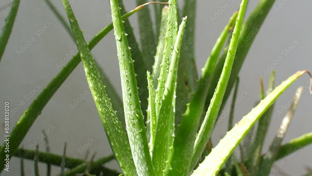 Watering the natural aloe vera. water dripping on aloe vera plant
Watering the natural aloe vera. water dripping on aloe vera plant