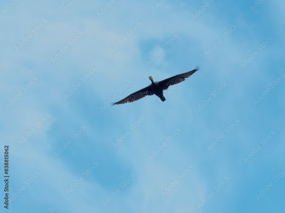 Fototapeta premium 青空を飛ぶ川鵜