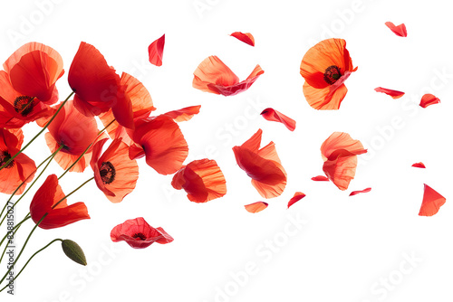 Red poppy flowers with transparent background #838815027