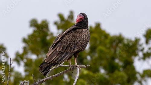A Turkey Vulture roosting in a tree. © Robert