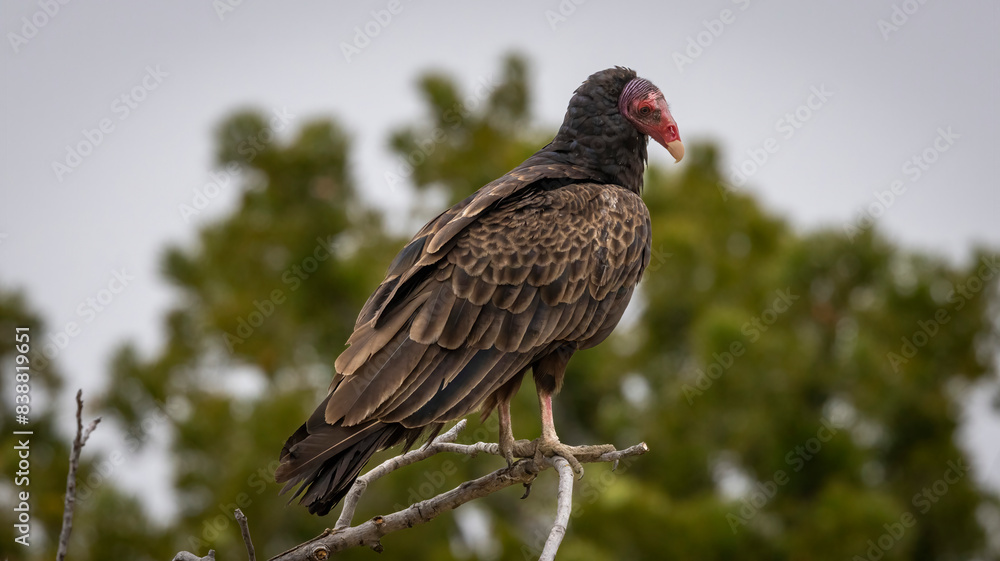 Fototapeta premium A Turkey Vulture roosting in a tree.