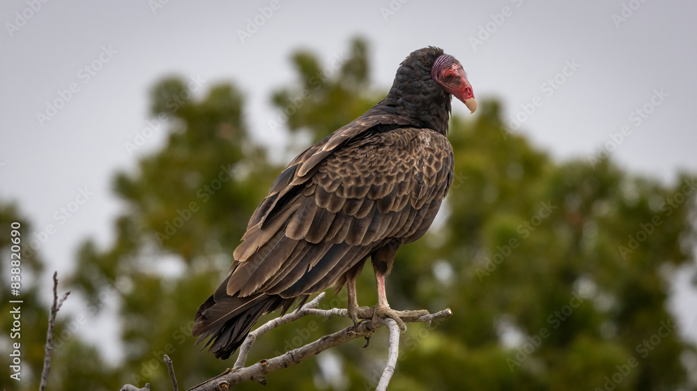 A Turkey Vulture roosting in a tree. A Turkey Vulture roosting in a tree.