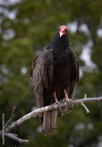 A Turkey Vulture roosting in a tree.