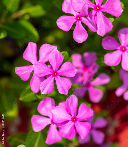 Beautiful purple flower in a tropical garden